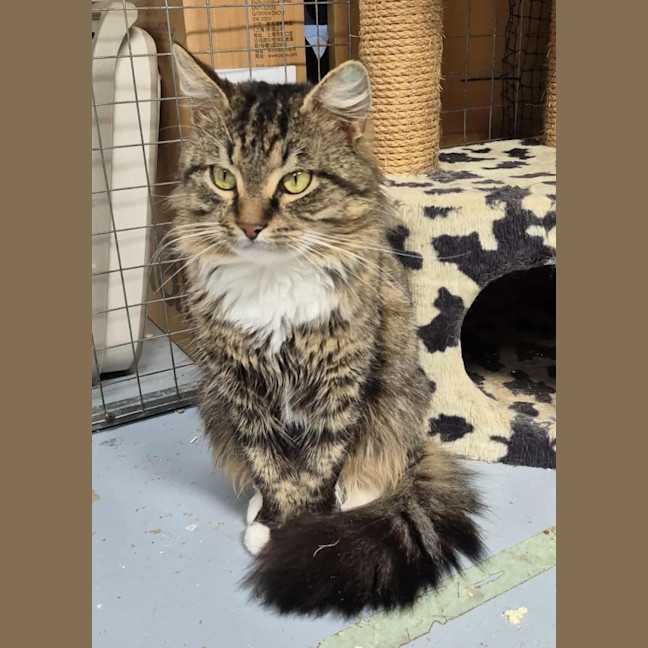 Photo of Merlin **2nd Chance Cat Rescue**