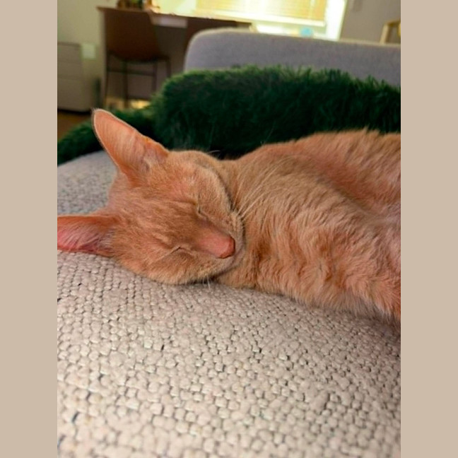 Photo of Meow Meow 