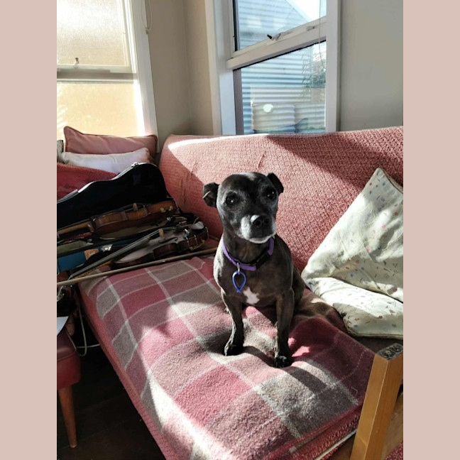 Photo of Nyxie   12 Year Old Jack Russell X