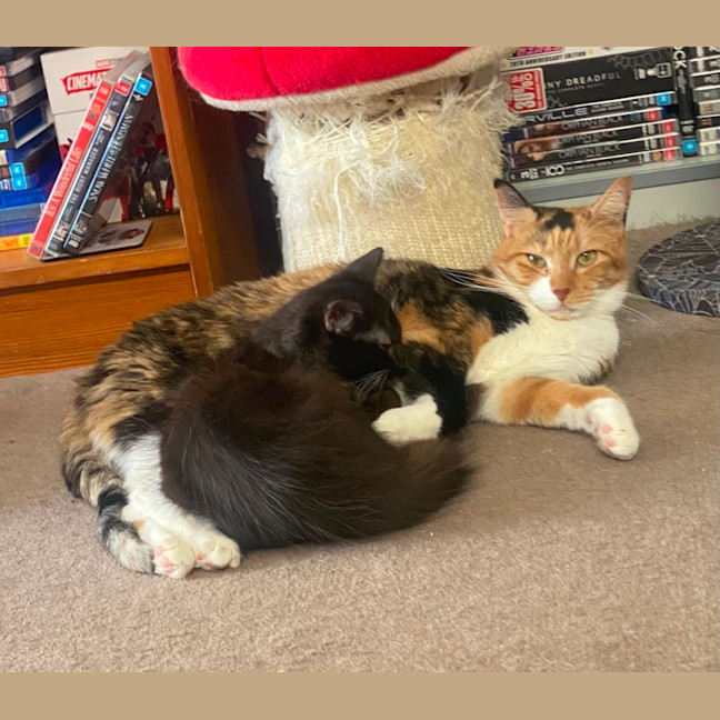 Photo of Gilmore **2nd Chance Cat Rescue**