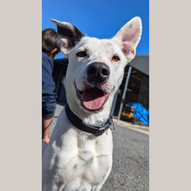 Photo of Penny