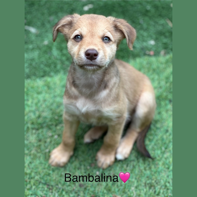Photo of Bambalina