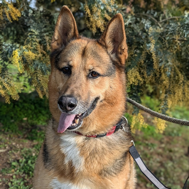 Photo of Archer