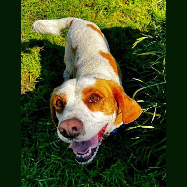 Photo of Oscar (64439)