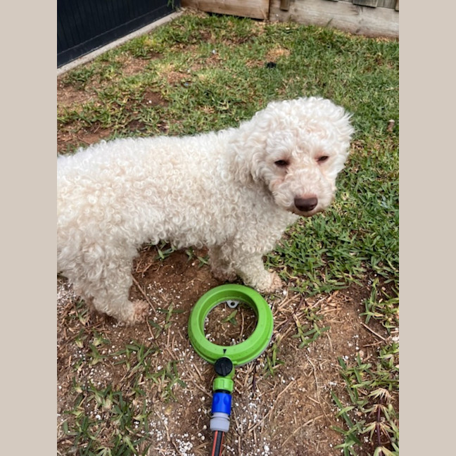 Photo of Pearl