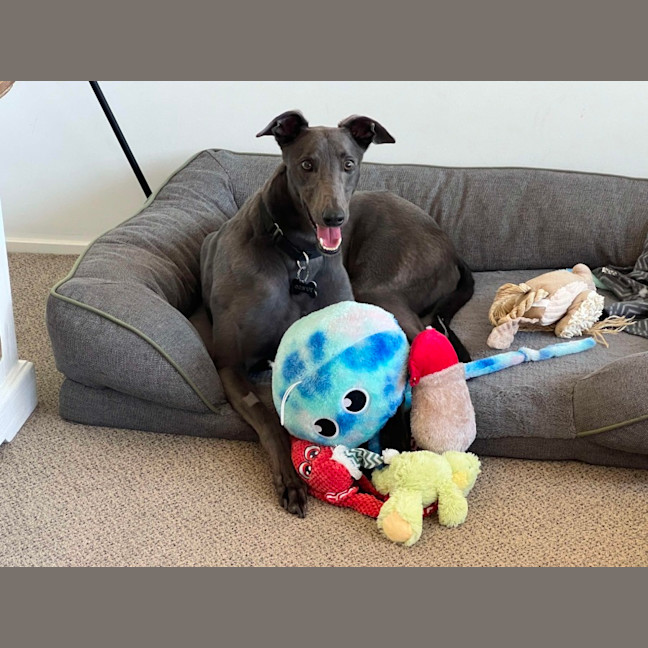 Photo of Mario, The Greyhound