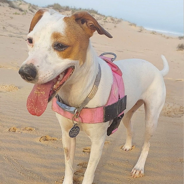 Photo of Tilly