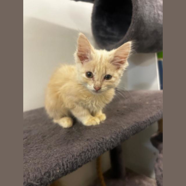 Photo of Tigger