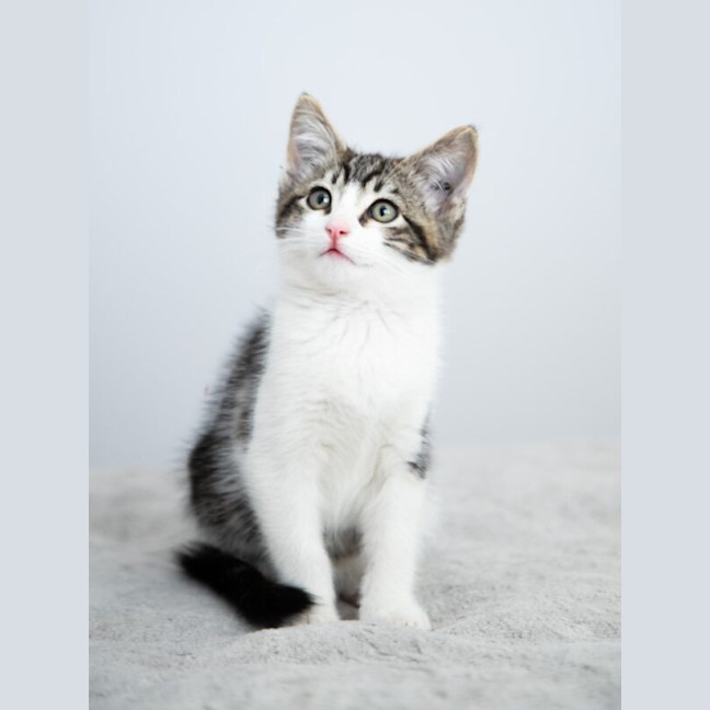 Photo of Waffles