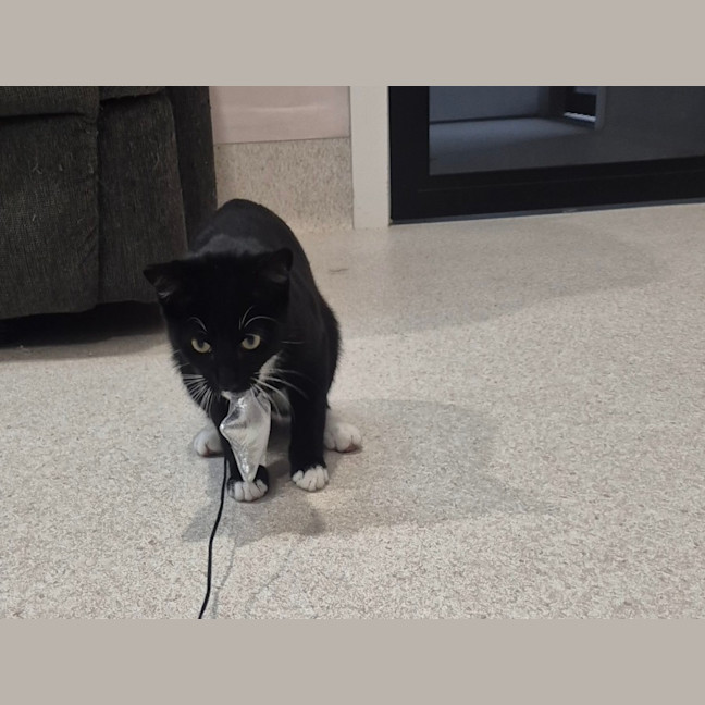 Photo of Onyx (0032)