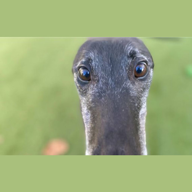 Photo of Duke