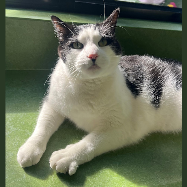 Photo of Benji