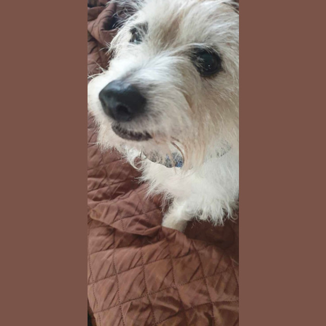 Photo of Archie