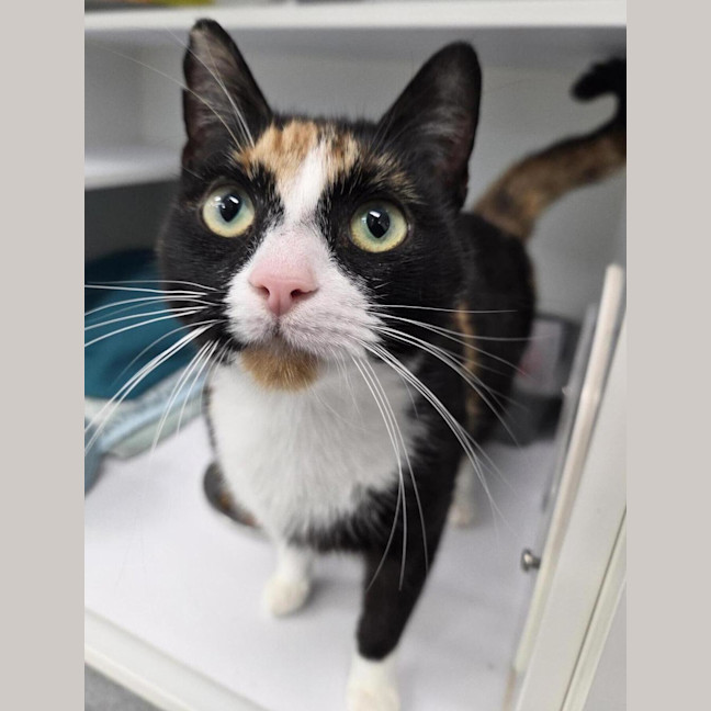 Photo of Tilly