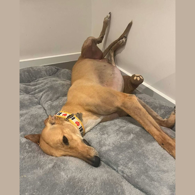 Photo of Peaches