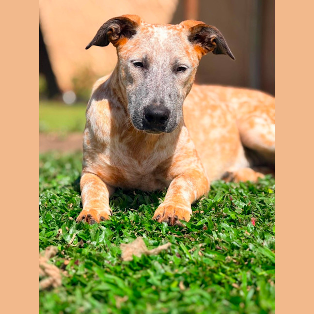 Photo of Ochre