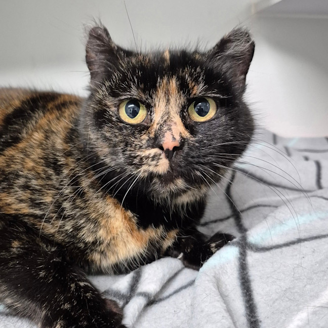Photo of Zelda