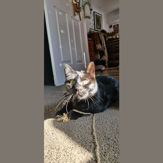 Photo of Goose