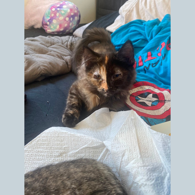 Photo of Keyleth **2nd Chance Cat Rescue**