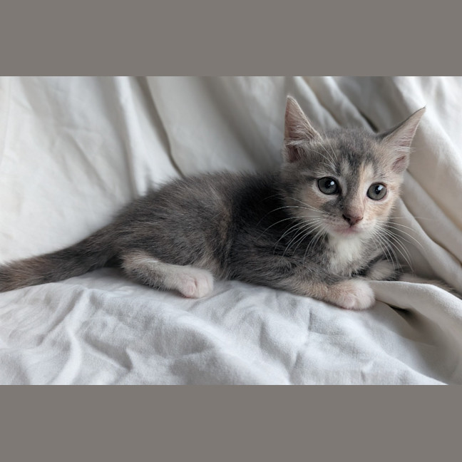 Photo of Meringue