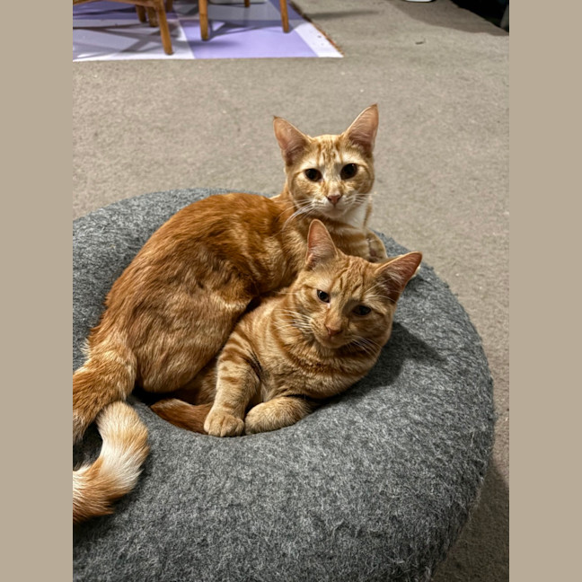 Photo of Roy Harper **2nd Chance Cat Rescue**