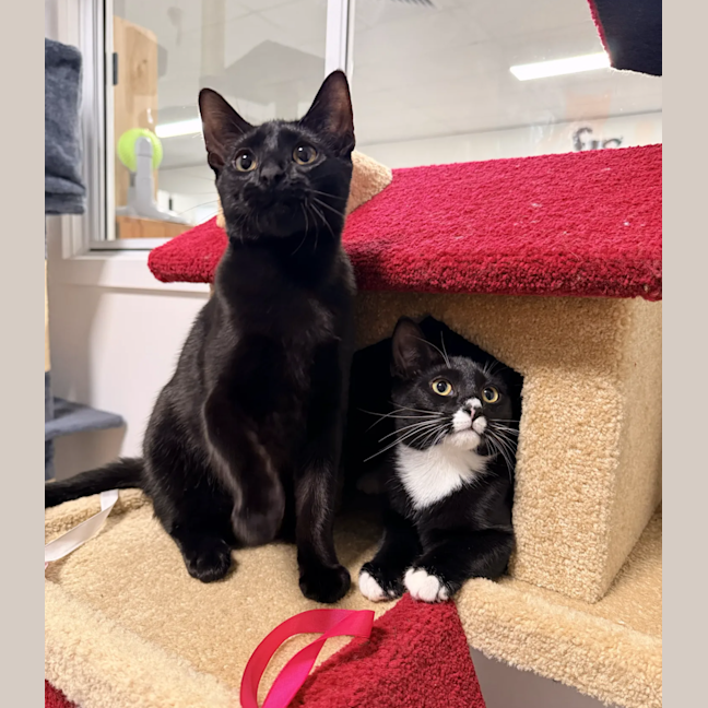 Photo of Oscar (& Ollie)