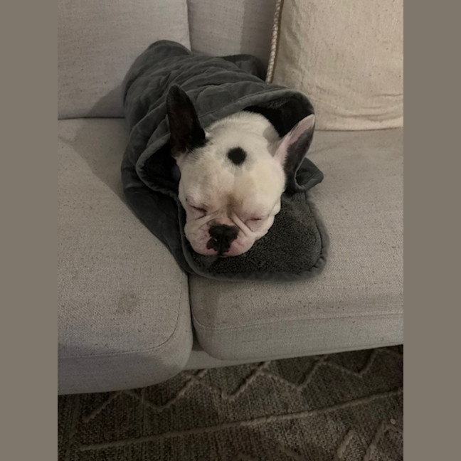 Photo of Kylo   5 Year Old French Bulldog 