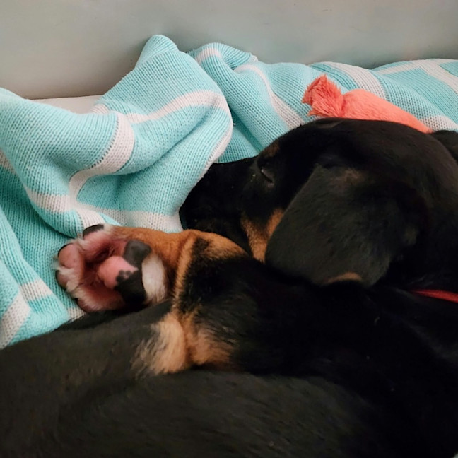 Photo of Poppie