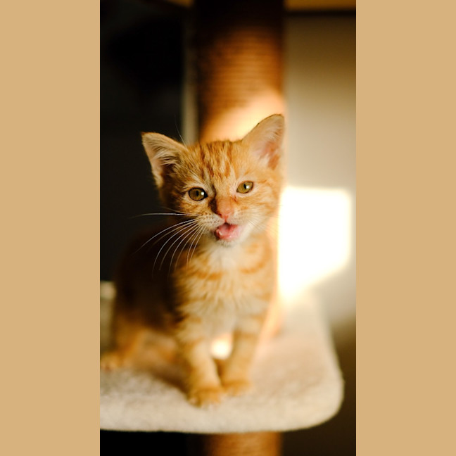 Photo of Sesame