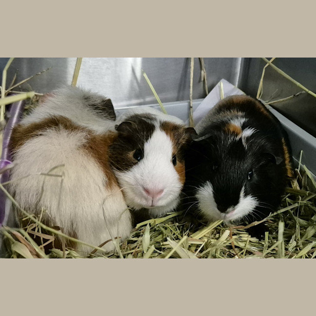 Photo of Dexter (Bonded With Batty And Gomez)
