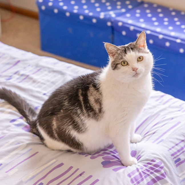 Photo of Tom   In Foster Care In Reservoir