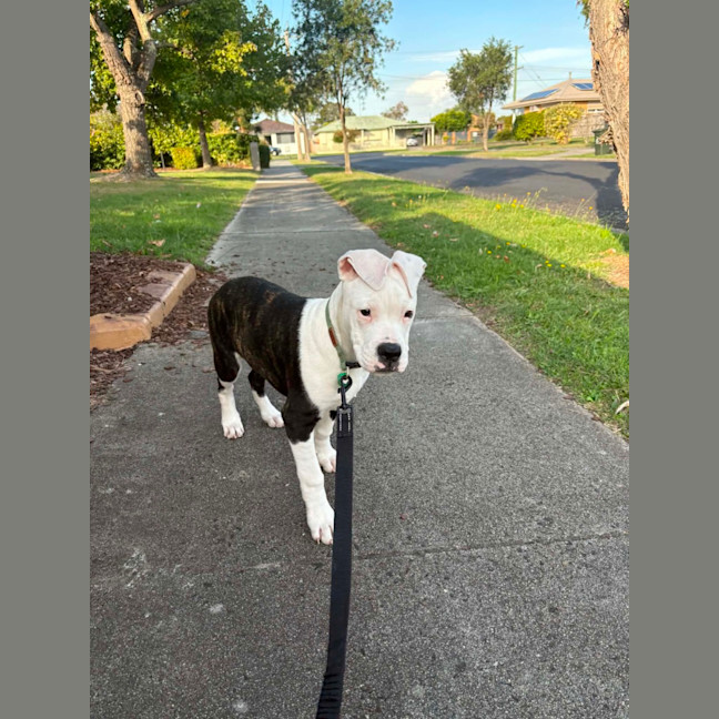 Photo of Romeo