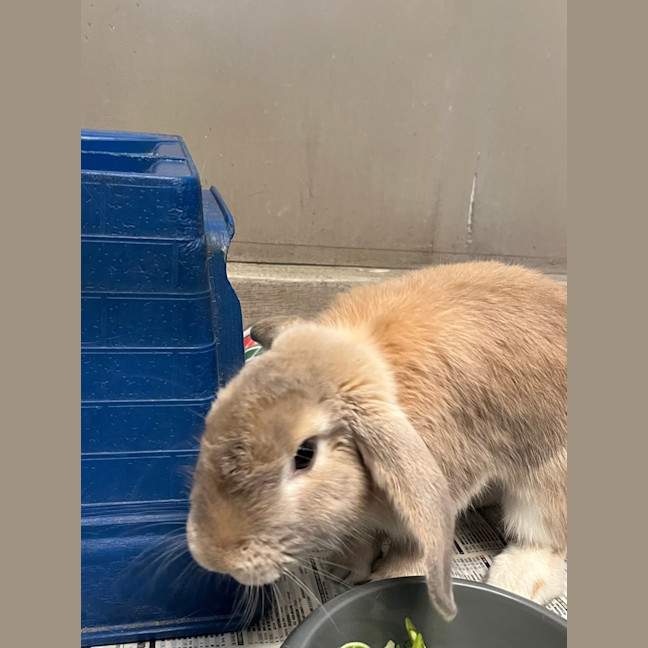 Photo of Bowie Bun