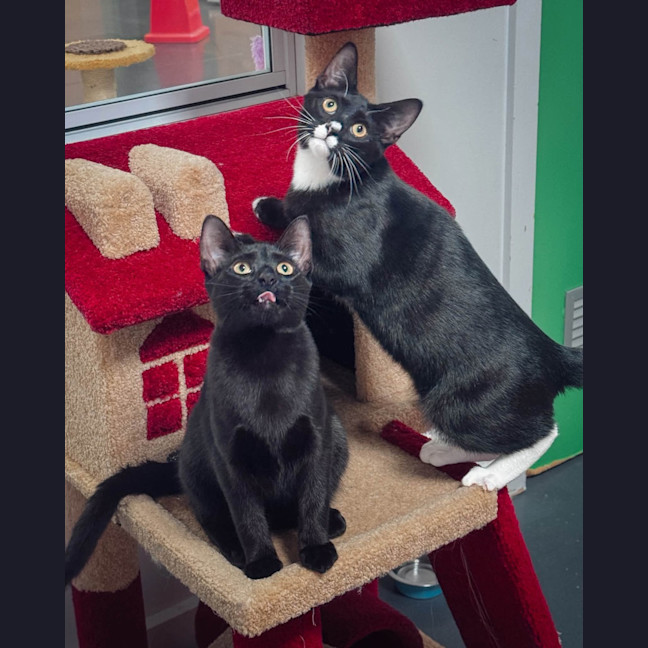 Photo of Oscar (& Ollie)