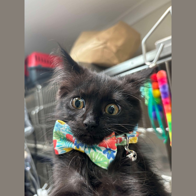 Photo of Minnie & Mickey