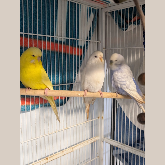 Photo of Brennan, Cabbage & O'donnell
