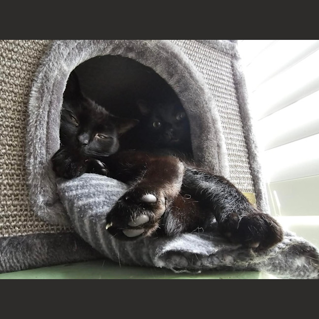 Photo of Bernie Braveheart & Onyx