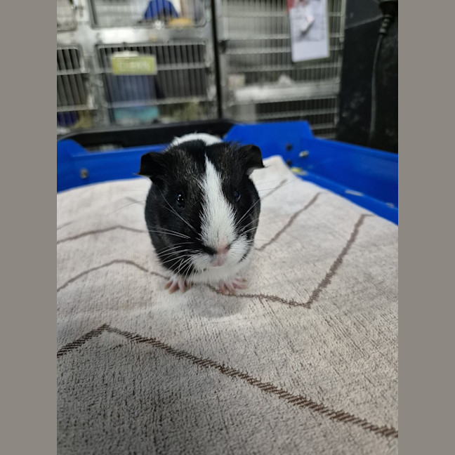 Photo of Hope (Bonded With Harmony)