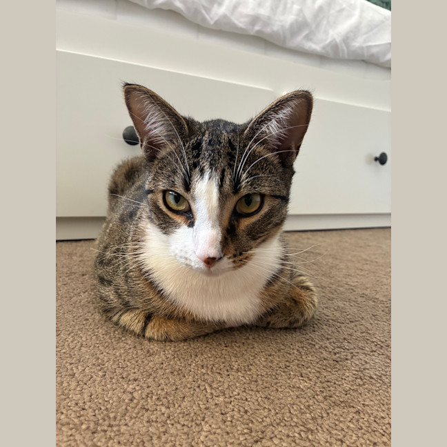 Photo of Louie