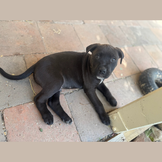 Photo of Ikaris   9 Week Old Staffy X
