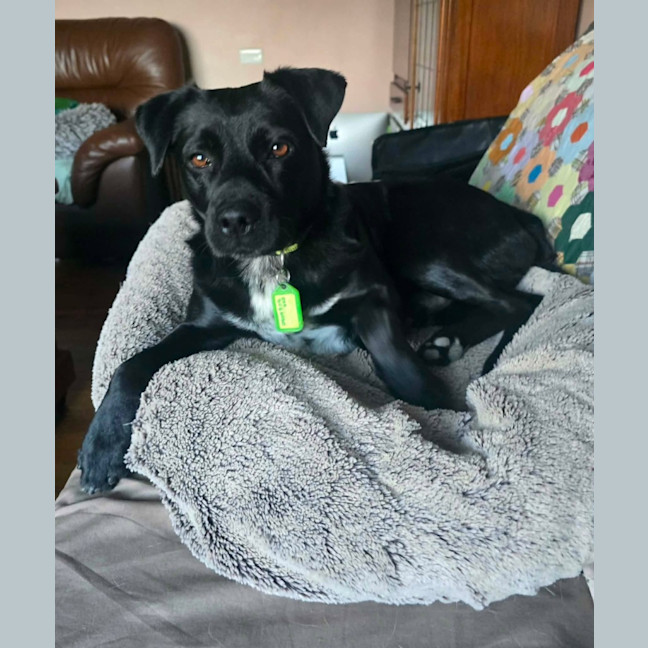 Photo of Little Gee