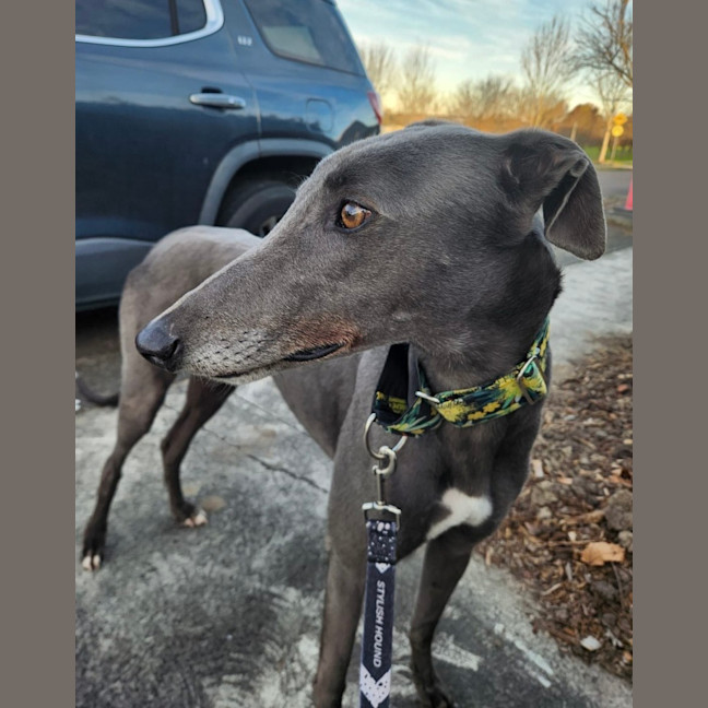 Photo of Bluey   2 Year Old Greyhound