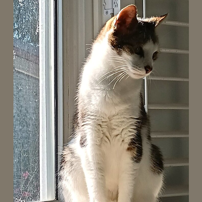 Photo of Tippy