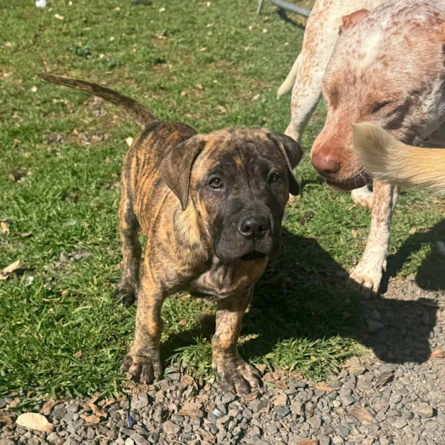 Photo of Banjo