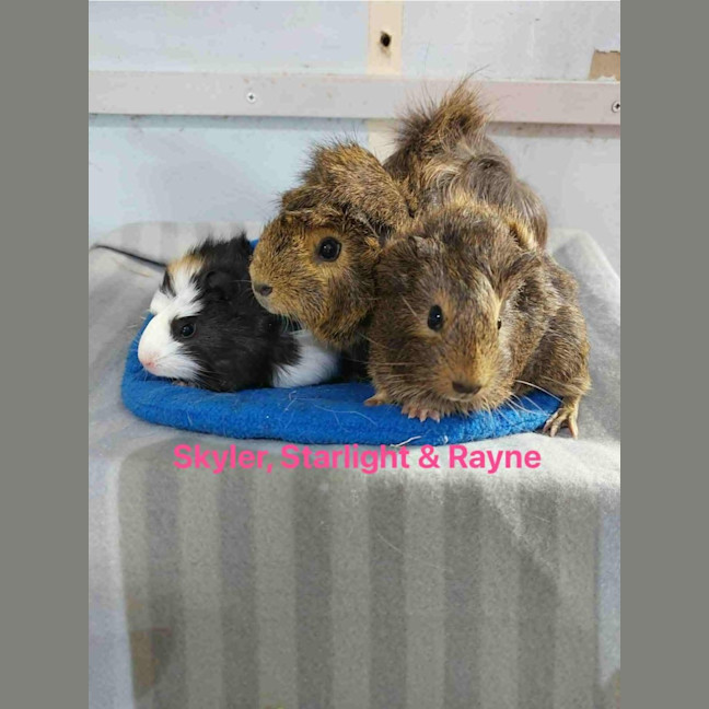 Photo of Starlight, Skyler & Rayne