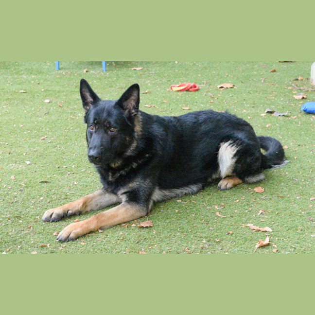 Photo of Boris