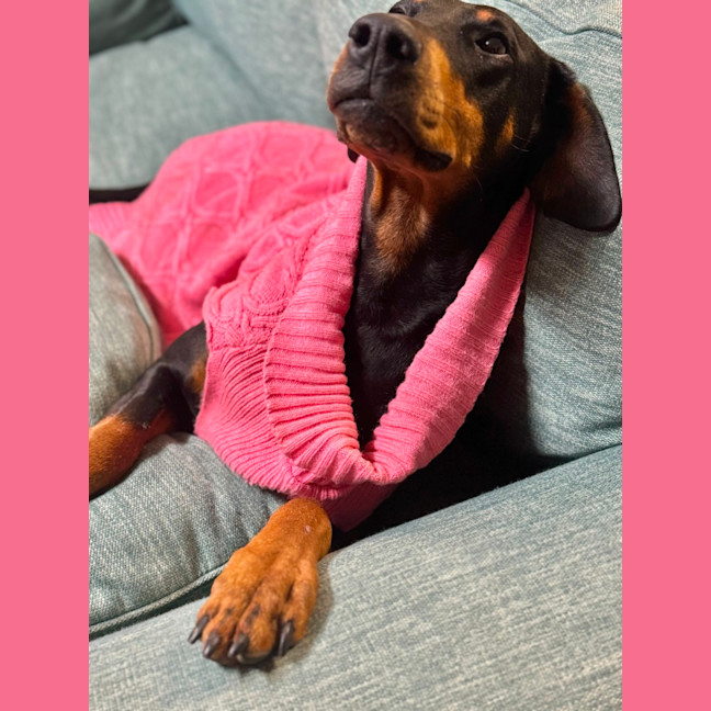 Photo of Ms S. Von Dobermann