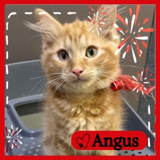 Photo of Angus
