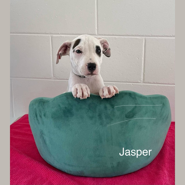 Photo of Jasper