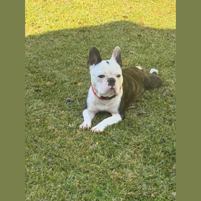 Photo of Kylo   5 Year Old French Bulldog 